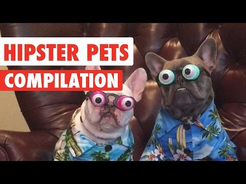 Hipster Pets Video Compilation 2017