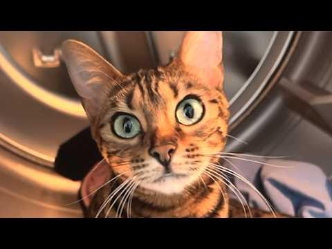 Smart cat understands English and sniffs out bad boyfriends #Video