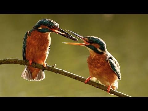 Kingfisher Courtship | Discover Wildlife | Robert E Fuller #Video