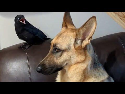 Crow adopts dog as his mom