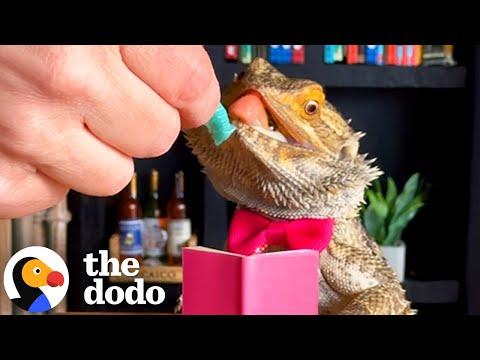 Lizard Who Loves Fine Dining Shares Pie Recipe #Video