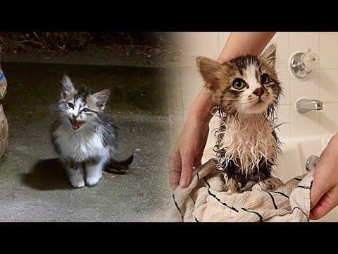 Soaked Stray Kitten Asks For Help During a Thunderstorm #Video