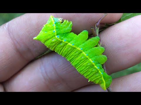 A Caterpillar That Screams. Your Daily Dose Of Internet. #Video