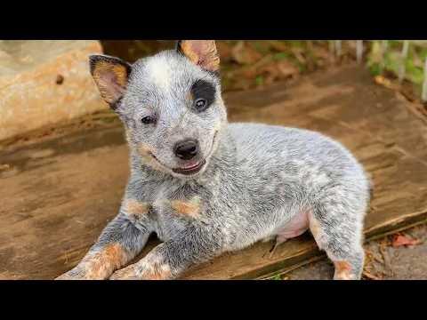 You Will Die From The Cuteness of These PUPPIES! #Video