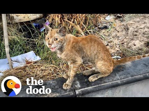 Sick Stray Cat Left For Dead Is Saved Just In Time #Video