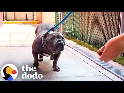 Pittie From Overcrowded Shelter Plays With Toys For The First Time #Video