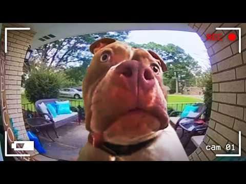 Hilarious Dog Reactions When You Talk To Them Through The Camera #Video