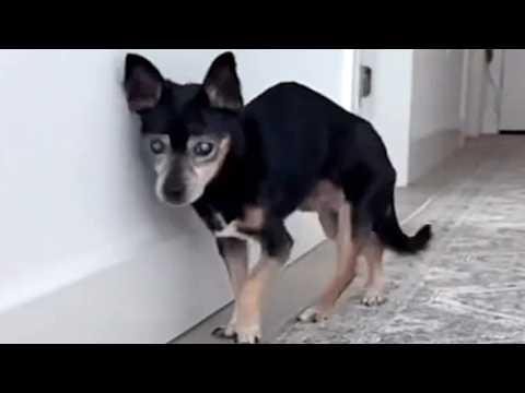 Dumped blind dog is finally loved