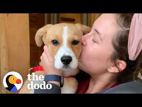 Puppy Who Couldn’t Stop Crying At The Shelter Is So Happy In Her Forever Home #Video