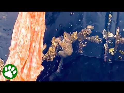 Smart squirrel understands what her rescuers want her to do #Video