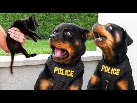 I wanted a Polite Dog, but God gave me a Comedian! #Video