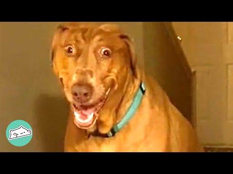 Rescue Dog Eyes Show She Always has the Answers #Video