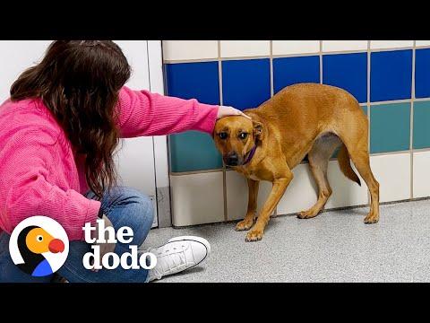 No One Gave This Shy Shelter Pup A Chance Until... #Video