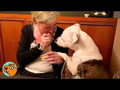 Woman Didn’t Want a Staffy. Now He’s the Heart of the Family #Video