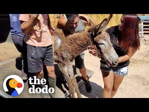 Rescue Donkey Couldn't Walk Until... #Video