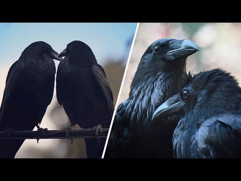 Smart raven finds secret to happy marriage. He keeps bowing to his wife. #Video