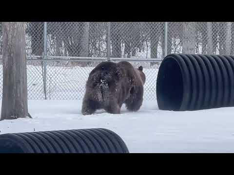 Randy is having a great time in the snow today. Randy, Randy, Randy! #Video