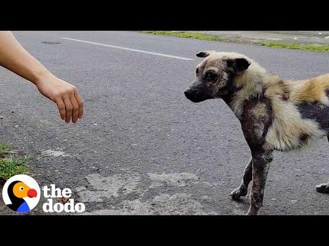 Hyena-Looking Dog Grows The Most Lucious Coat  #Video