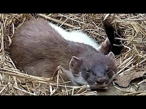 Sleepy Stoat Takes 17 Hour Nap | Discover Wildlife | Robert E Fuller #Video