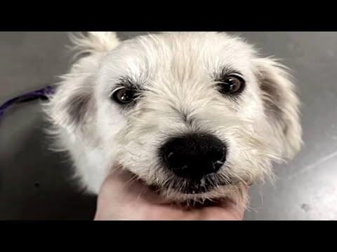 Rescue dog reveals big surprise at vet #Video