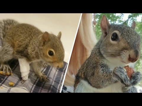 This squirrel enjoys free healthcare and fancy food. His life is nuts. #Video