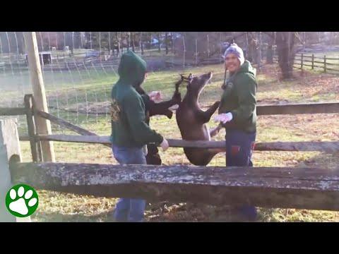 Heartwarming Rescue of a Deer Trapped in a Fence  #Video