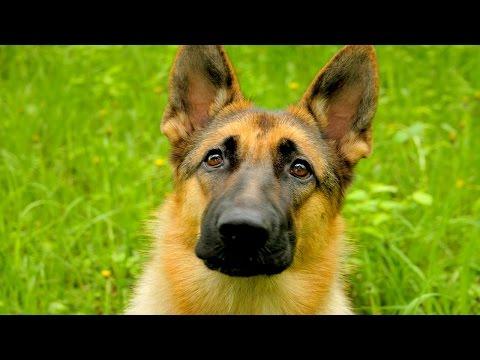 8 Funniest German Shepherd Videos