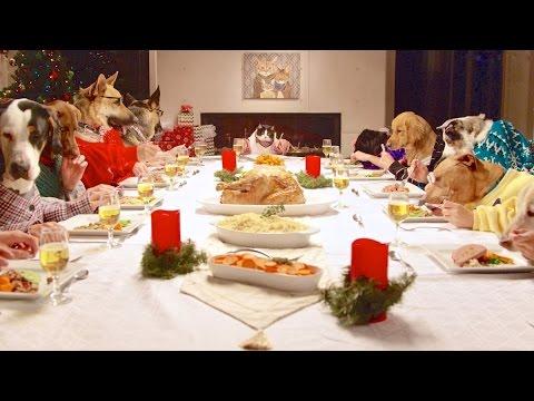 Freshpet Holiday Feast - 13 Dogs and 1 Cat Eating with Human Hands