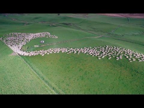 Mesmerizing Mass Sheep Herding