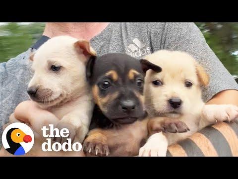 Guy Finds 3 Puppies On Side Of Road #Video