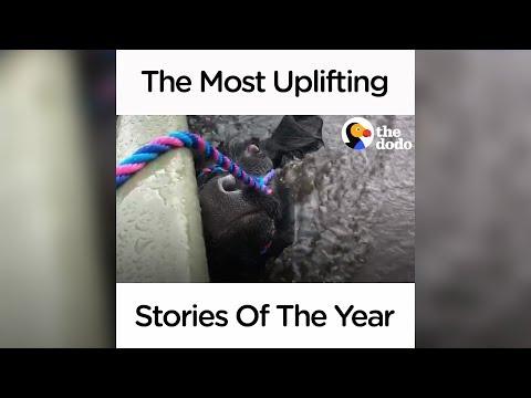 The Most Uplifting Stories Of The Year | The Dodo