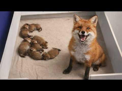 When Mama Animals Proudly Show Off Their Babies #Video