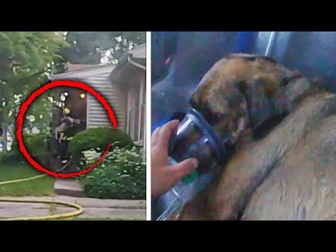 A Real-Time Look at How a Dog Was Saved From a House Fire #Video