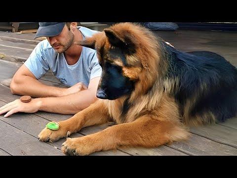 You Will Die Laughing At These GERMAN SHEPHERDS Dogs #Video