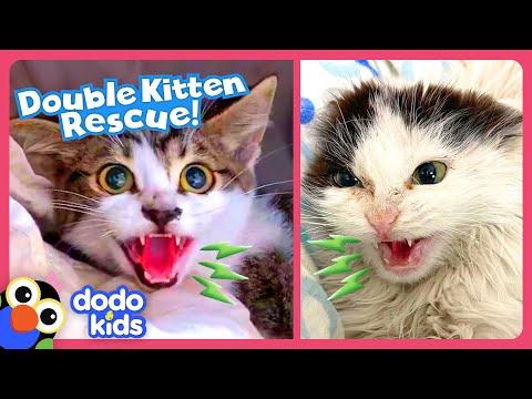 Hissing Kittens Need To Be Rescued! | Dodo Kids #Video