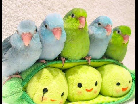 5 Peas In A Pod - Parrotlets 5 Weeks Old