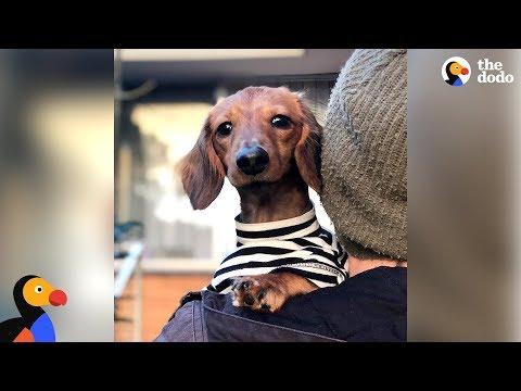 Watch This Little Dog Make The Craziest Recovery - NOODLES | The Dodo