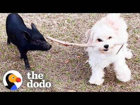 Tiny Rescue Piglet Thinks The Dog Is Her Sibling #Video