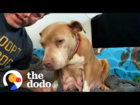 Guy Fosters A Very Pregnant Pittie, And Then All Her Babies Too #Video
