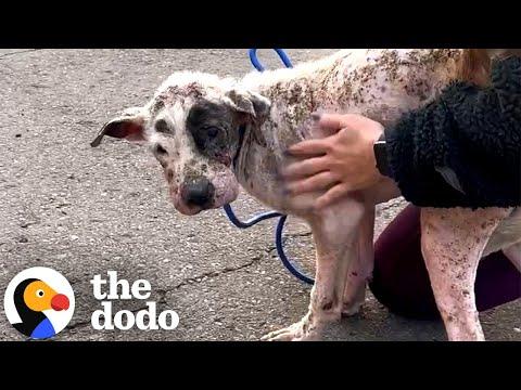 Sad Street Pittie Is Unrecognizable Now #Video