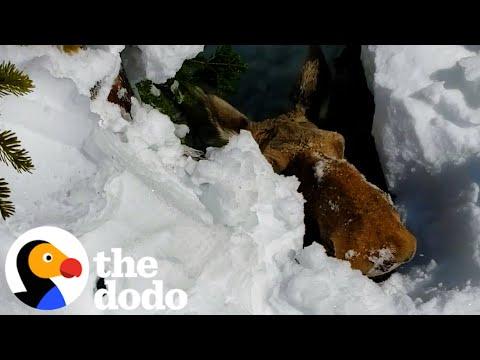 Giant Moose Trapped In A Snow Cave Is Running Out Of Time #Video