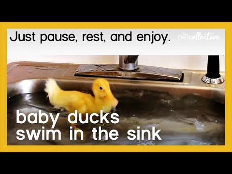 Baby Ducks Swimming in the Sink