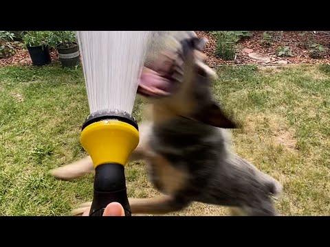 Dog vs Water Hose | FUNNIEST Pets of the Week #Video