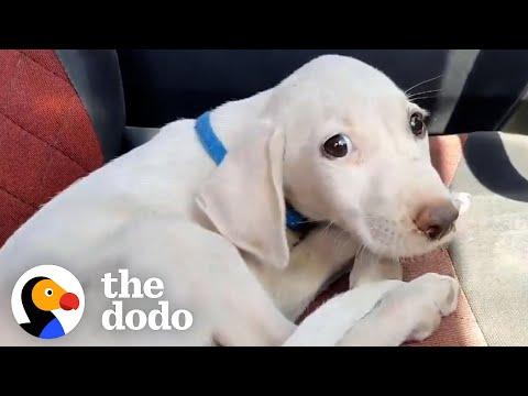 Tiny Dumpster Puppy Learns How To Be A Dog #Video