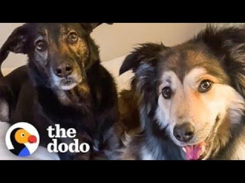Dog BFFs FaceTime Each Other Every Thursday After Moving To Different States #Video