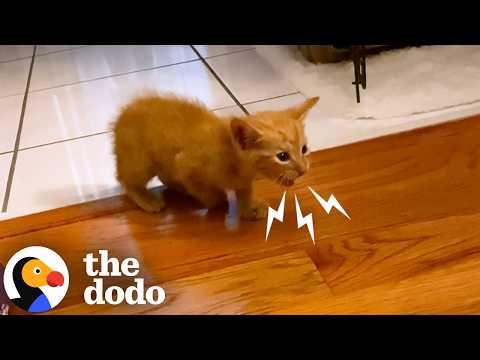 Tiny Kitten Who Could Barely Stand Takes First Run #Video