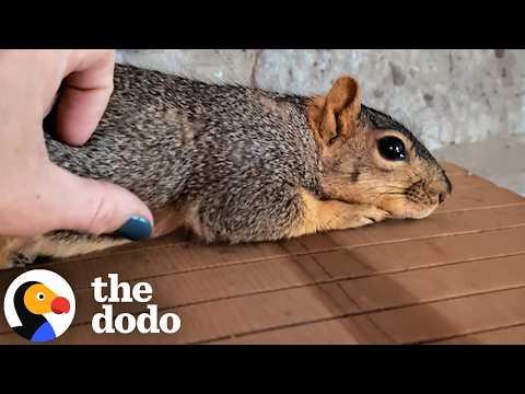 Pregnant Squirrel Knows Exactly Who To Ask For Help #Video
