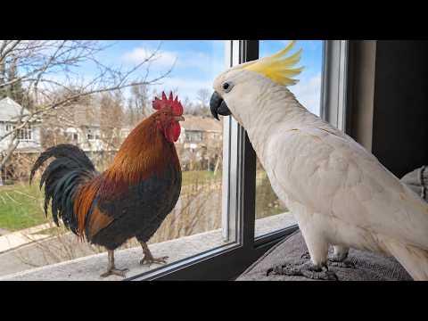 When a Talking Parrot Meets a Rooster... #Video