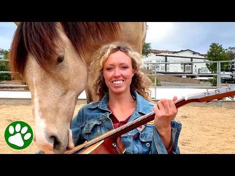 Horse Starts Playing Guitar in Magical Moment #Video
