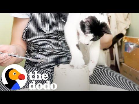 This Cat's Pottery Is Sold Out #Video